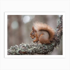 Squirrel Collecting Acorns Art Print