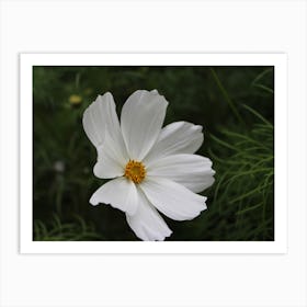 Little White Cosmos Art Print