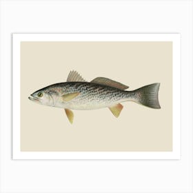 Vintage Denton Weakfish (trout) On A Cream Background Art Print