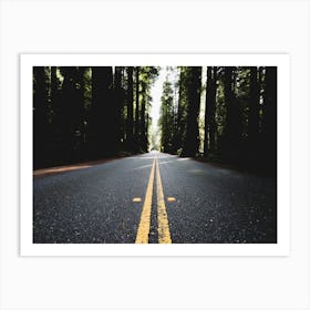 Redwood Forest Road - National Park Art Print