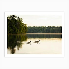 Canadian Geese 13 Art Print