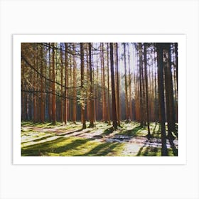 Sunrise In The Forest Art Print