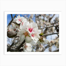 White almond blossoms in the sunlight Art Print