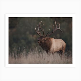 Colorado Bull Elk Art Print