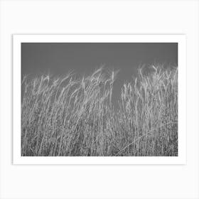 Ripe Wheat In The Field, Walla Walla County, Washington By Russell Lee Art Print