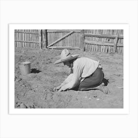 Mrs, Faro Caudill Settling Out Cabbage Plants In Her Garden, Pie Town, New Mexico By Russell Lee Art Print