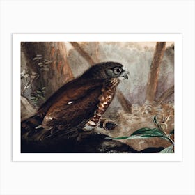 Hawk Owl 1 Art Print