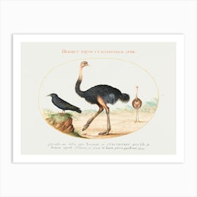 Two Ostriches And A Starling (1575–1580), Joris Hoefnagel Art Print