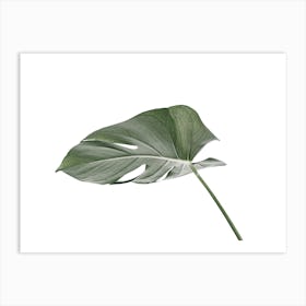 Single Monstera Leaf Art Print