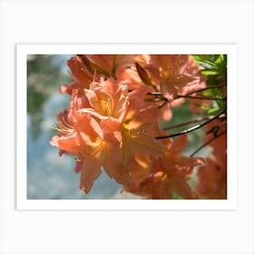 Blooming Rhododendron by the pond Art Print