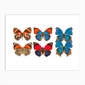 Collection Of Six Butterflies Art Print