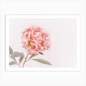 Single Pink Peony Art Print