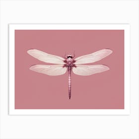 Dragonfly Roseate Skimmer Orthemis 3 Art Print