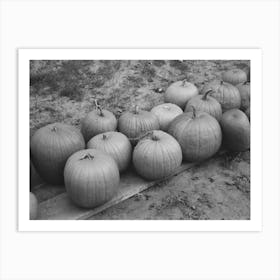 Pumpkins Near Berlin, Connecticut By Russell Lee Art Print