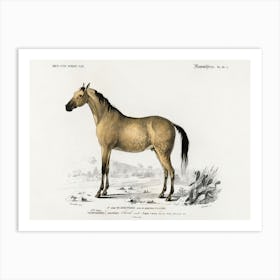 Horse (Equus Ferus Caballus), Charles Dessalines D'Orbigny Art Print