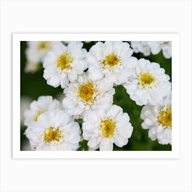 White Chrysanthemums Art Print