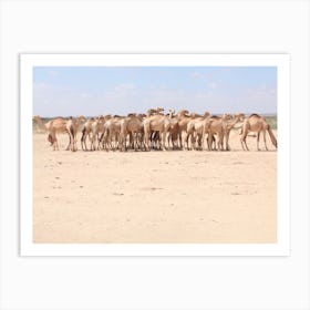 A Herd Of Camels At A Livestock Market In Beletweyne, Somalia Art Print