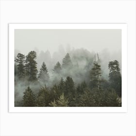 Redwood Forest Fog - National Park Photo Art Print