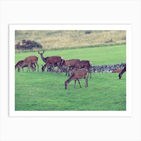 Deer In A Field Art Print