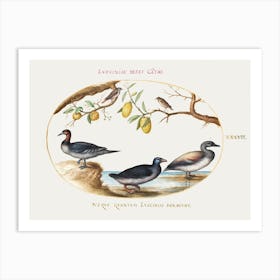 Three Waterfowl With Two Birds Perched In Citrus Trees (1575–1580), Joris Hoefnagel Art Print