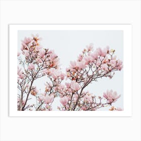 Dusty Pink Magnolias Art Print