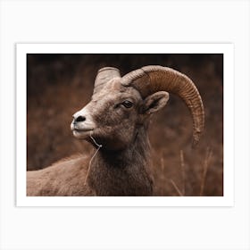 Warm Rustic Sheep Art Print