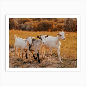 Three Goats Taking A Walk Art Print