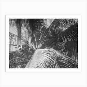 Palm Tree in Black & White Art Print