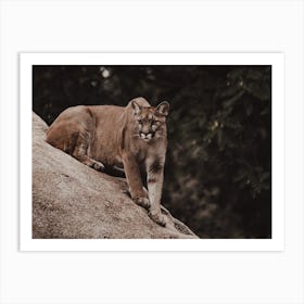 Ready To Pounce Art Print