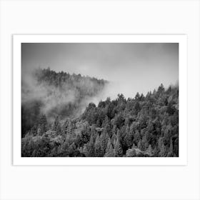 Foggy Pines Art Print