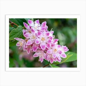 Deutzia Flowers Art Print