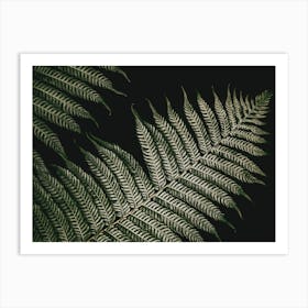 Botanical Fern 1 Black Green Art Print