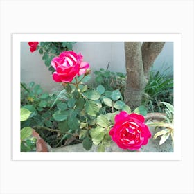 Roses 2 By Binod Dawadi Art Print