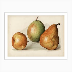 Vintage Illustration Of Pears, John Wright Art Print