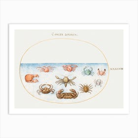 Ten Crabs (1575–1580), Joris Hoefnagel Art Print