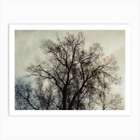 Silhouette Of Bare Tree 2 Art Print