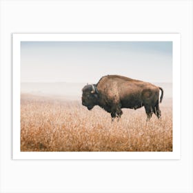 Bison In Wheat Field Art Print