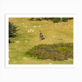 Deer In The Mountains 20230415181351rt1pub Art Print