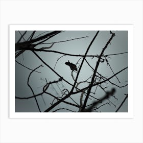 Crow On Tree Branches Art Print