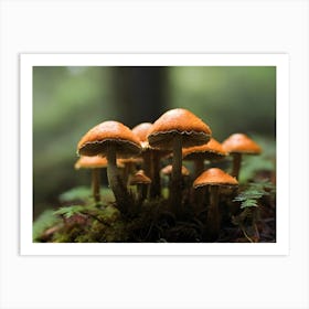 Mushrooms In Forest 01 Art Print