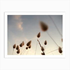 Summer Sunset Skies Through The Grasses Art Print