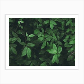 Some Greenery Art Print