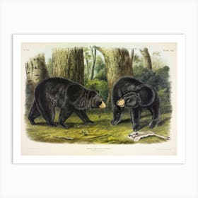 American Black Bear, John James Audubon Art Print