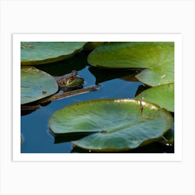 Frog In Pond Art Print