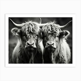 Highland Cows 2 Art Print