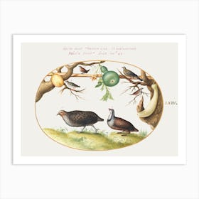Two Partridges, Wren, And Other Birds (1575–1580), Joris Hoefnagel Art Print