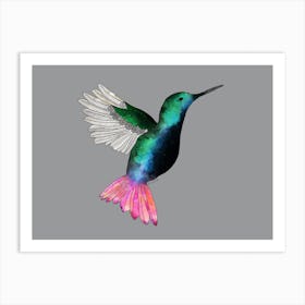 Hummingbird Art Print Art Print