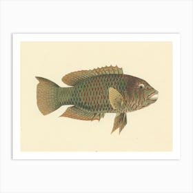 Unidentified Fish, Luigi Balugani 1 Art Print