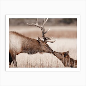 Kissing Elk Art Print