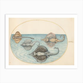 Aquatic And Shellfish Animals, Joris Hoefnagel Art Print